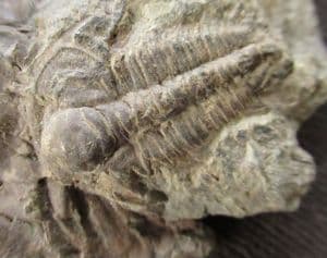 FINE JUVENILE PARADOXIDES - CAMBRIAN, CZECH REPUBLIC.