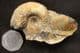 FINE KEPPLERITES (TORICELLITES) LAHUSENI - JURASSIC, WILTSHIRE.