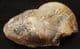 FINE KEPPLERITES (TORICELLITES) LAHUSENI - JURASSIC, WILTSHIRE.