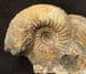 FINE KEPPLERITES (TORICELLITES) LAHUSENI - JURASSIC, WILTSHIRE.