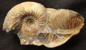 FINE KEPPLERITES (TORICELLITES) LAHUSENI - JURASSIC, WILTSHIRE.
