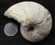 FINE MATRIX FREE NAUTILUS - JURASSIC, DORSET.