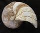FINE MATRIX FREE NAUTILUS - JURASSIC, DORSET.
