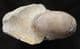 FINE MATRIX FREE NAUTILUS - JURASSIC, DORSET.