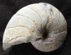 FINE MATRIX FREE NAUTILUS - JURASSIC, DORSET.