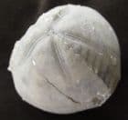 FINE MICRASTER (ISOMICRASTER) STOLLEYI - CRETACEOUS, GERMANY.