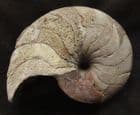 FINE NAUTILUS - JURASSIC, DORSET.