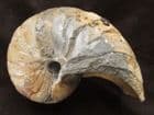 FINE NAUTILUS SHOWING CHAMBERS - JURASSIC, DORSET.