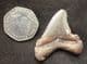 FINE OTODUS ANGUSTIDENS TOOTH FROM THE MIOCENE OF SOUTH CAROLINA.