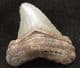 FINE OTODUS ANGUSTIDENS TOOTH FROM THE MIOCENE OF SOUTH CAROLINA.