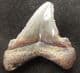 FINE OTODUS ANGUSTIDENS TOOTH FROM THE MIOCENE OF SOUTH CAROLINA.
