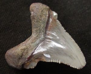 FINE OTODUS ANGUSTIDENS TOOTH FROM THE MIOCENE OF SOUTH CAROLINA.