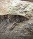 FINE PERONOPSIS INTEGRA - MIDDLE CAMBRIAN, CZECH REPUBLIC.