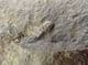 FINE PERONOPSIS INTEGRA - MIDDLE CAMBRIAN, CZECH REPUBLIC.