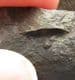 FINE PERONOPSIS INTEGRA - MIDDLE CAMBRIAN, CZECH REPUBLIC.