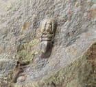 FINE PERONOPSIS INTEGRA - MIDDLE CAMBRIAN, CZECH REPUBLIC.