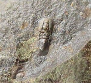 FINE PERONOPSIS INTEGRA - MIDDLE CAMBRIAN, CZECH REPUBLIC.