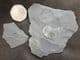 FINE POS / NEG BERGAMIA PRIMA - ORDOVICIAN, WALES.