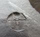 FINE POS / NEG BERGAMIA PRIMA - ORDOVICIAN, WALES.
