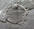 FINE POS / NEG BERGAMIA PRIMA - ORDOVICIAN, WALES.