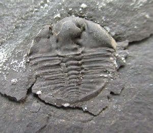 FINE POS / NEG BERGAMIA PRIMA - ORDOVICIAN, WALES.