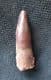 FINE  SPINOSAURUS TOOTH - CRETACEOUS, MOROCCO.