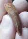 FINE  SPINOSAURUS TOOTH - CRETACEOUS, MOROCCO.