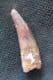 FINE  SPINOSAURUS TOOTH - CRETACEOUS, MOROCCO.