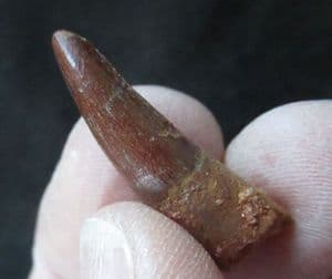 FINE  SPINOSAURUS TOOTH - CRETACEOUS, MOROCCO.