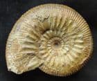 FINE STEPHANOCERAS HUMPHRIESIANUM - JURASSIC, DORSET.
