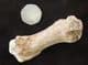 FINGER BONE FROM A LARGE CAVE BEAR - PLEISTOCENE, ROMANIA.