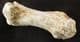 FINGER BONE FROM A LARGE CAVE BEAR - PLEISTOCENE, ROMANIA.