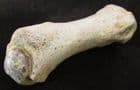 FINGER BONE FROM A LARGE CAVE BEAR - PLEISTOCENE, ROMANIA.