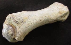 FINGER BONE FROM A LARGE CAVE BEAR - PLEISTOCENE, ROMANIA.