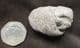 FISH BONES IN COPROLITE FROM LYME REGIS.