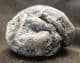 FISH BONES IN COPROLITE FROM LYME REGIS.