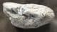 FISH BONES IN COPROLITE FROM LYME REGIS.