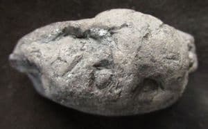 FISH BONES IN COPROLITE FROM LYME REGIS.