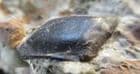 FISH SCALE - LOWER CRETACEOUS, HASTINGS.