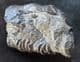 FISH SCALES / CRUSTACEAN BURROW LINING - GAULT CLAY, FOLKESTONE.