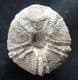 FLINT PRESERVED CONULUS FROM THE TANET COAST OF KENT.
