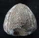 FLINT PRESERVED CONULUS FROM THE TANET COAST OF KENT.