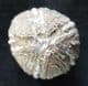 FLINT PRESERVED CONULUS FROM THE TANET COAST OF KENT.
