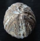 FLINT PRESERVED CONULUS FROM THE TANET COAST OF KENT.