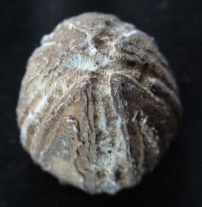 FLINT PRESERVED CONULUS FROM THE TANET COAST OF KENT.