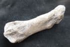 FOOTBONE FROM A CAVE BEAR - PLEISTOCENE, ROMANIA.