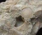 FORAM RICH LIMESTONE - EOCENE, FRANCE.