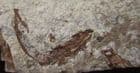 FOSSIL GOBIS - MIOCENE, CZECH REPUBLIC.