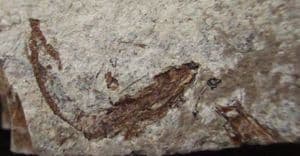 FOSSIL GOBIS - MIOCENE, CZECH REPUBLIC.