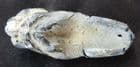 FOSSIL YABBIE OR MUD LOBSTER - PLEISTOCENE, NORTHERN TERRITORIES, AUSTRALIA.
